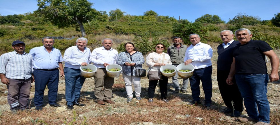 BENLİDERE CEVİZ BAHÇESİNDE İLK HASAT